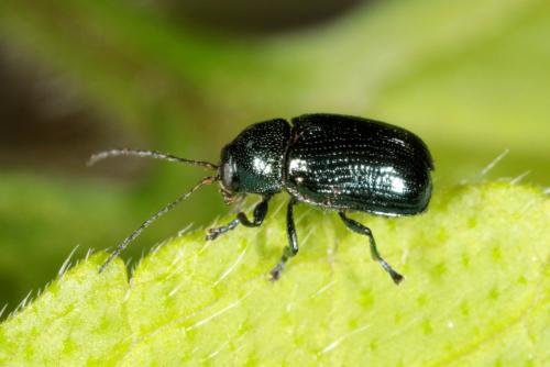 Cryptocephalus sp.